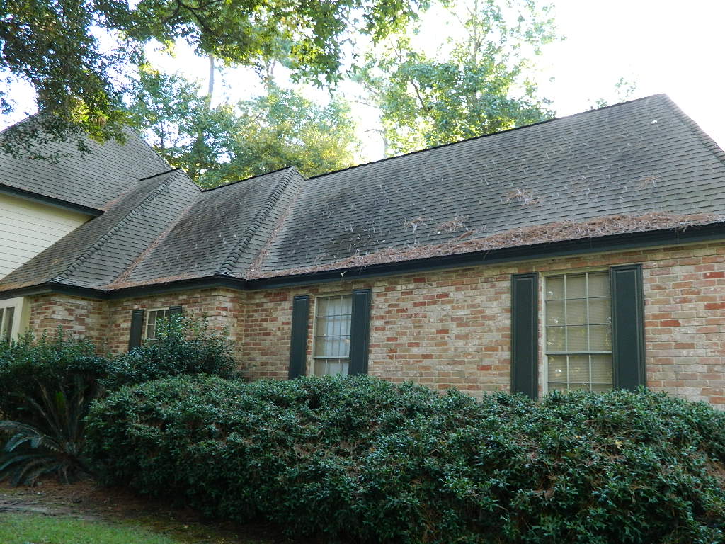 Magnolia Roof Stain Removal Houston Region Affordable Roof Cleaning